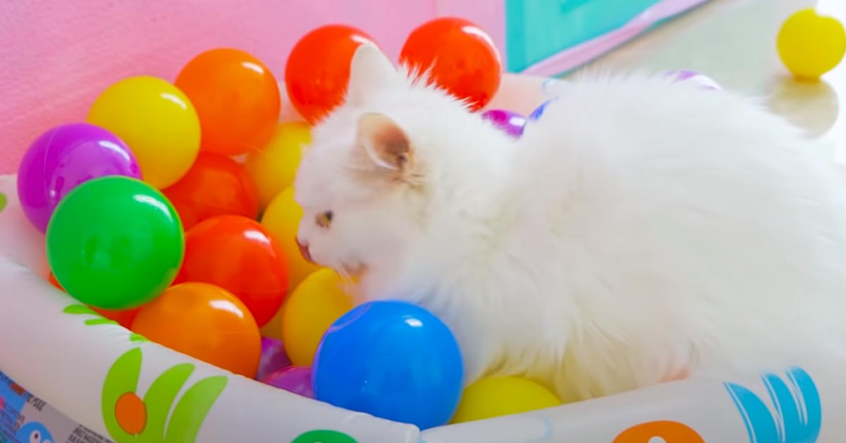 Gatto che gioca con delle palline