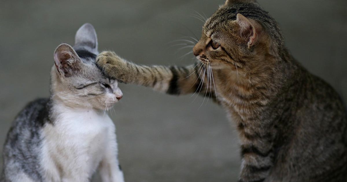 I due gattini Stinky e Orange affrontano l’esperimento del nastro adesivo sul pavimento (video)