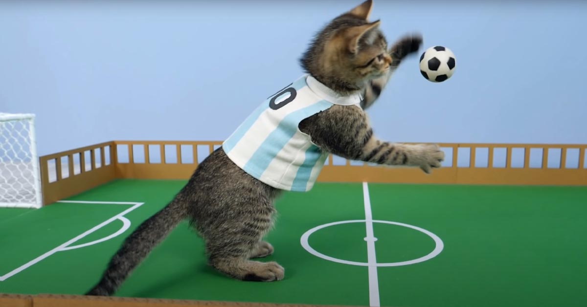 I due gattini si affrontano in un’avvincente partita di calcio (video)
