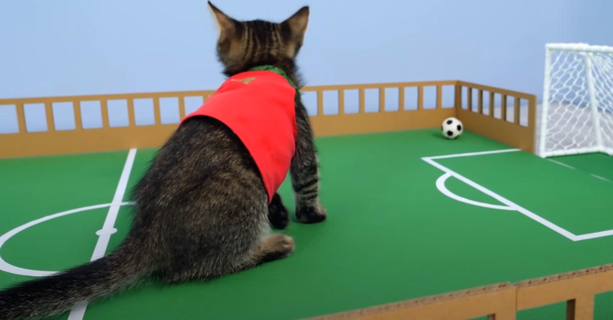 Gatto gioca a calcio