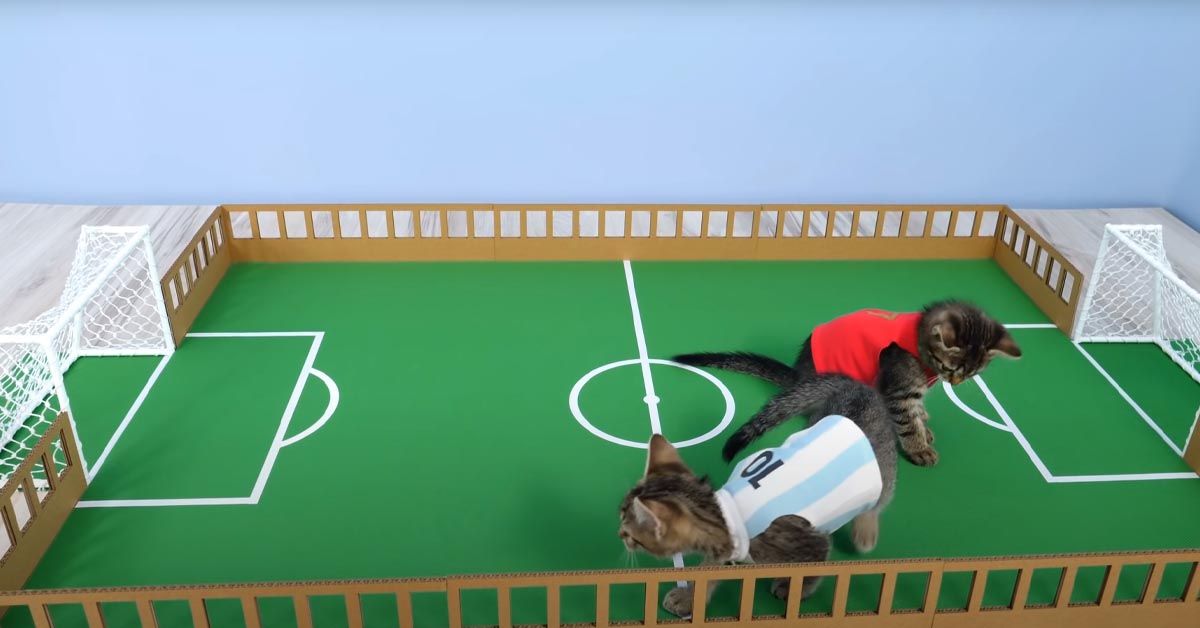 Gatti giocano a calcio
