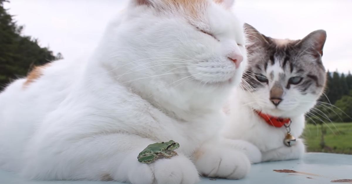 I due gattini sono i migliori amici di una minuscola rana (video)