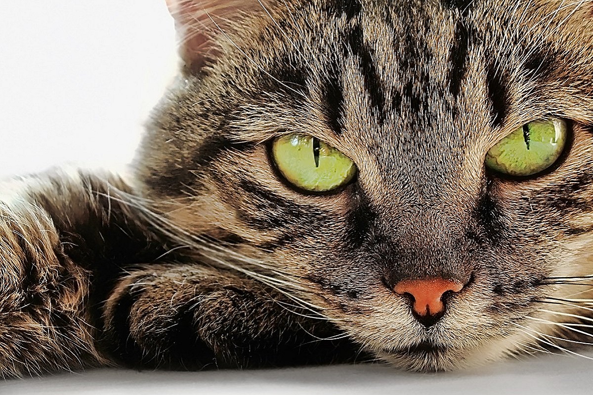 gatto con sguardo fisso