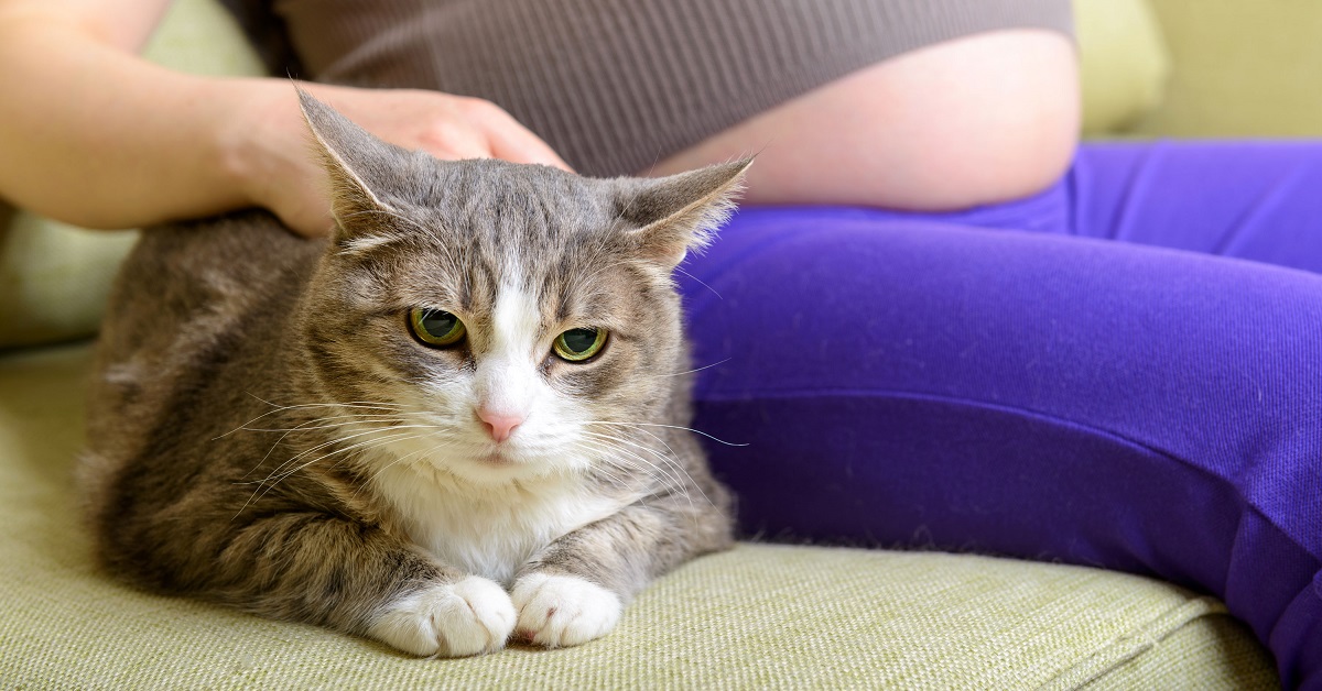 gatto e ragazza in gravidanza