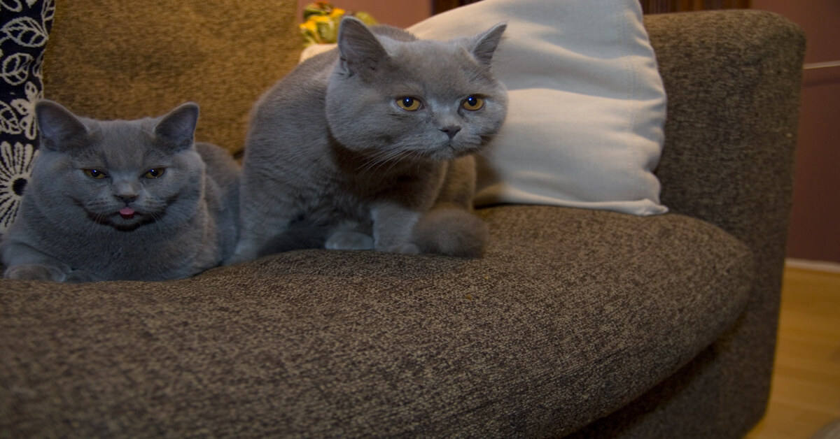 I gattini British Shorthair imitano alla perfezione il comportamento della mamma (VIDEO)