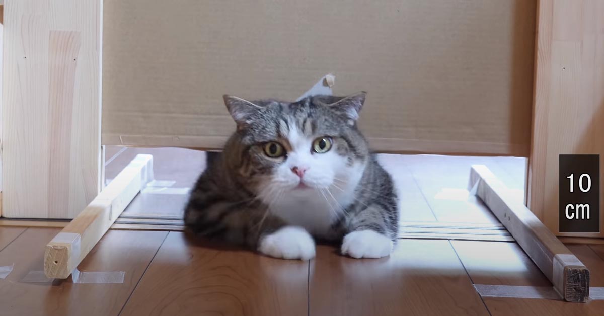 I gattini Maru e Hana si affrontano in una simpatica sfida: chi riuscirà a passare nello spazio più stretto? (video)