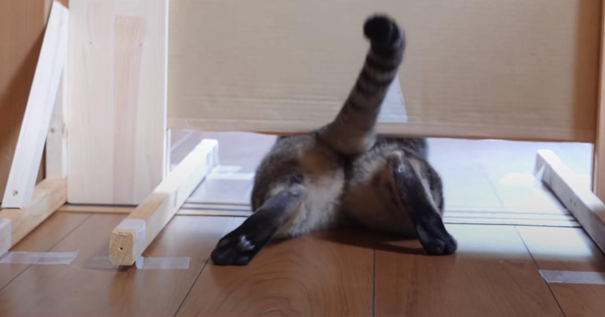 Gatto che passa sotto ad una porta