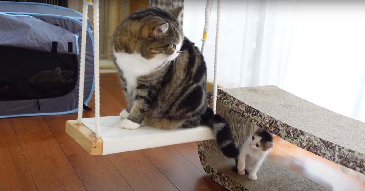 I gattini Maru e Miri si divertono con un’altalena (video)