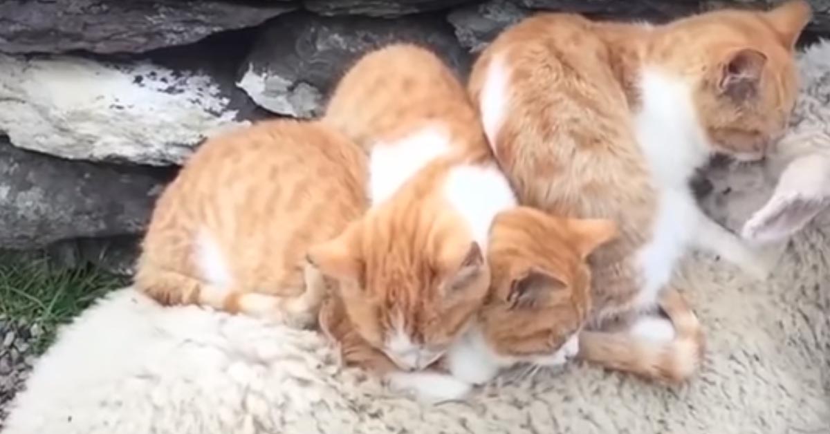 Gatti che dormono su una pecora