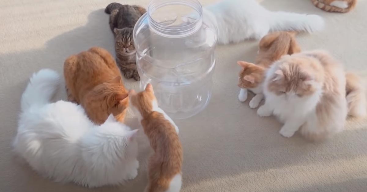 Il gattino LuLu è curioso di ispezionare il contenuto del frigorifero (video)