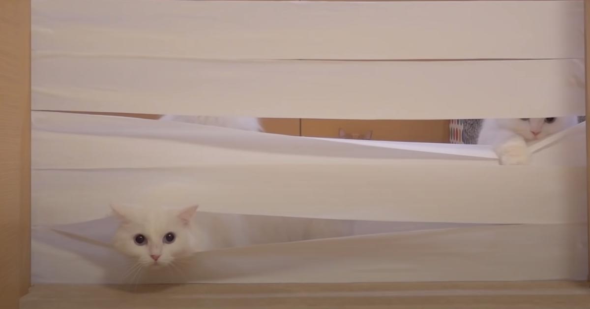 I gattini affrontano un muro di carta igienica e la loro impresa è virale (video)