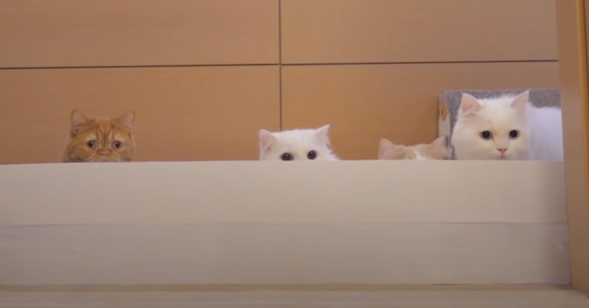 Gatti con un muro di carta igienica