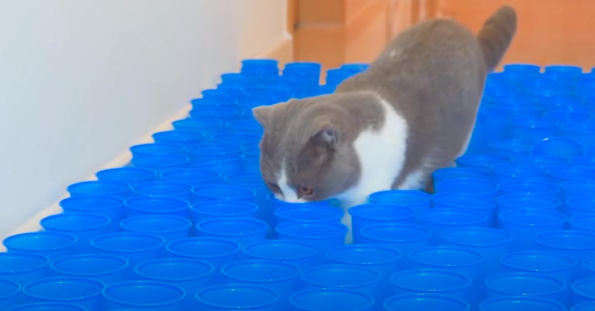 I gattini affrontano un percorso ad ostacoli fatto di bicchieri di plastica (video)