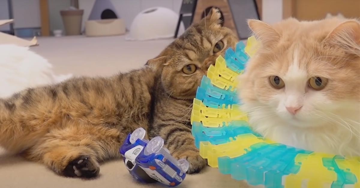 I gattini “affrontano” una pista di macchinine e il risultato è tutto da ridere (video)