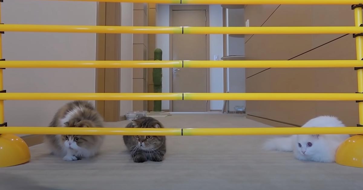 I gattini affrontano un’avvincente gara di salto in alto (video)