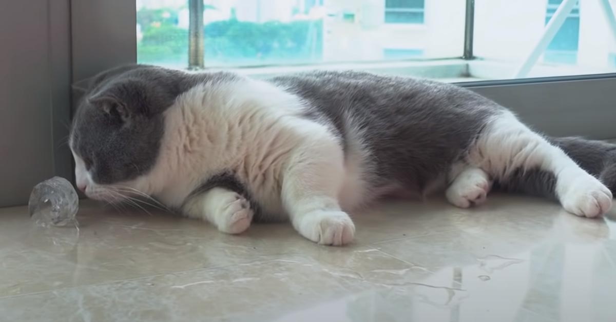 I gattini avranno il coraggio di “affrontare” dei cubetti di ghiaccio per raggiungere il cibo? (video)