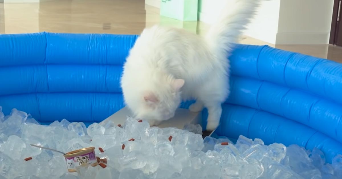 Gattino che gioca con dei cubetti di ghiaccio