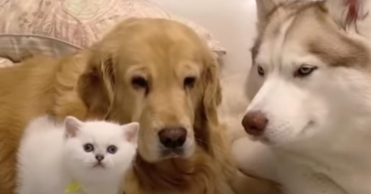 Gatto con Golden Retriever e un Husky