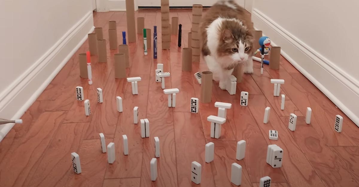 I gattini e i cani si sfidano nella challenge del percorso ad ostacoli (video)