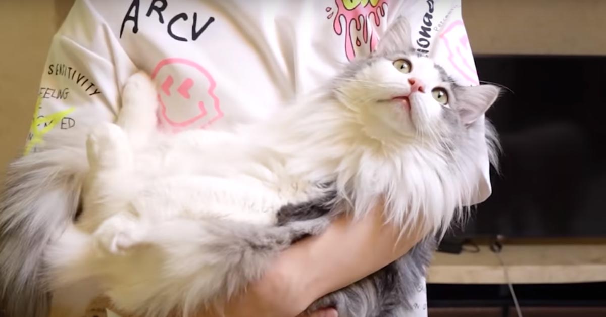 I gattini e il Samoiedo si affrontano in una particolare sfida: chi resisterà di più? (video)