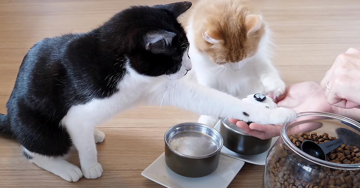 I gattini imparano a suonare un campanello per avere dei gustosi snack (video)