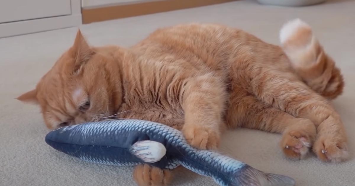 I gattini incontrano un peluche a forma di pesce e la loro reazione è virale (video)