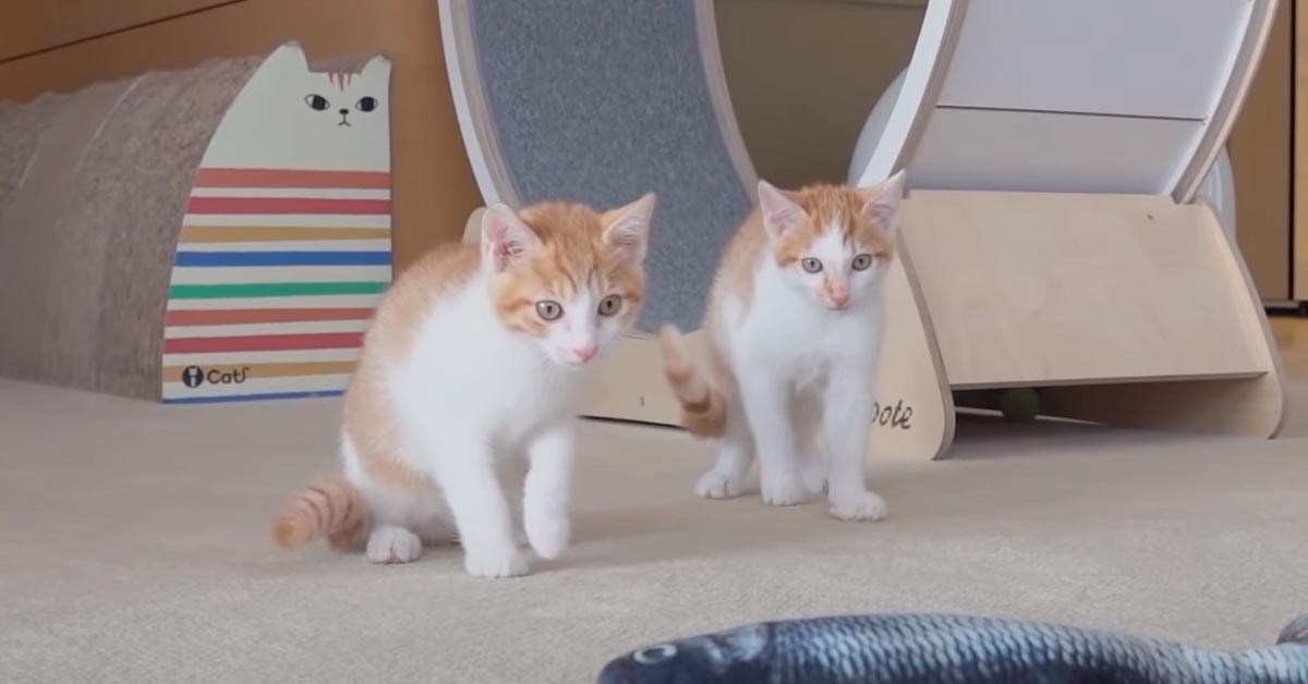 Gatti che giocano con un peluche