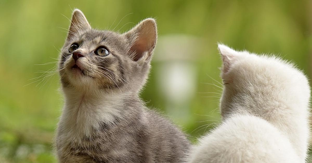 I gattini provano a giocare con dei palloncini e i risultati diversi sono tutti da ridere (video)