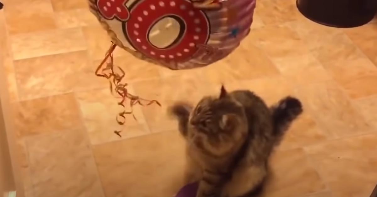 Gatto con un palloncino