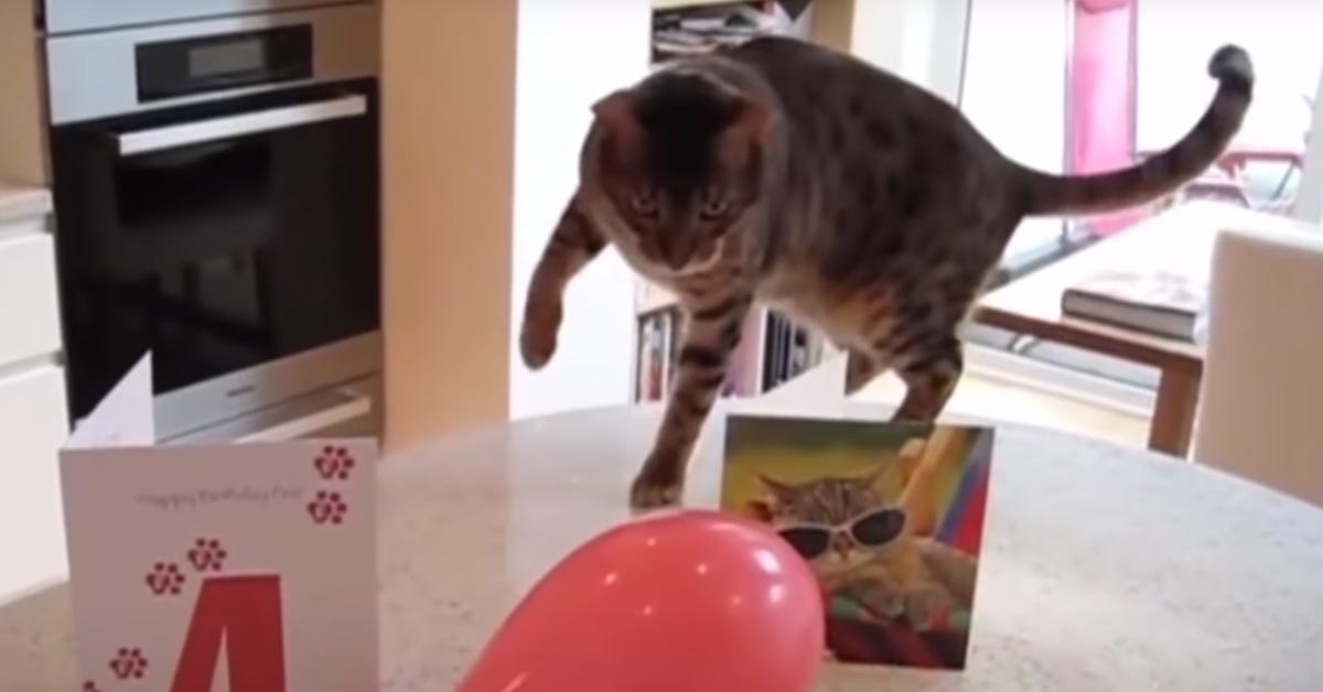 Gatto con un palloncino