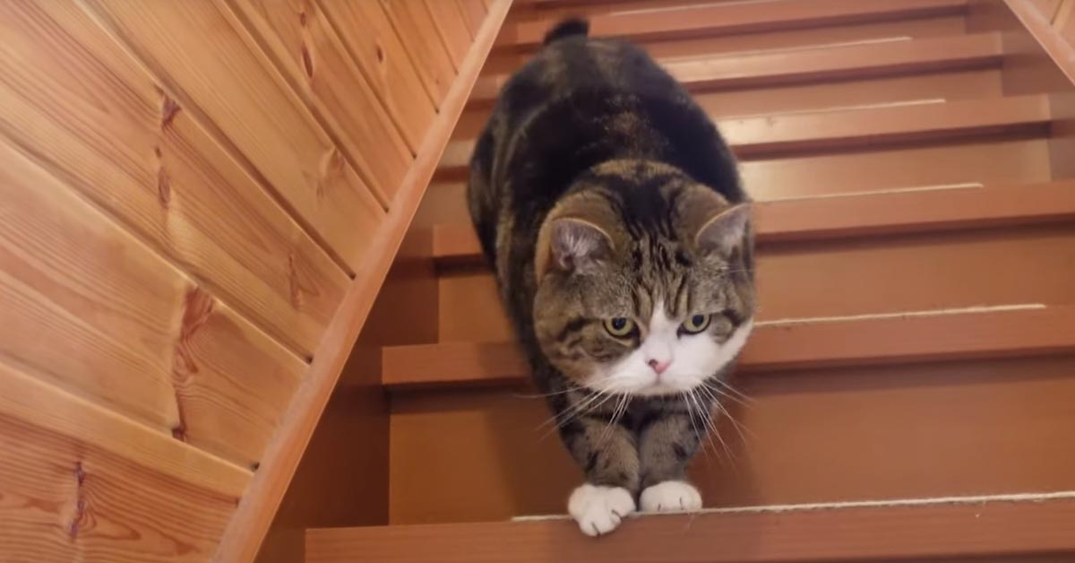 I gattini si divertono a salire e a scendere le scale senza sosta (video)