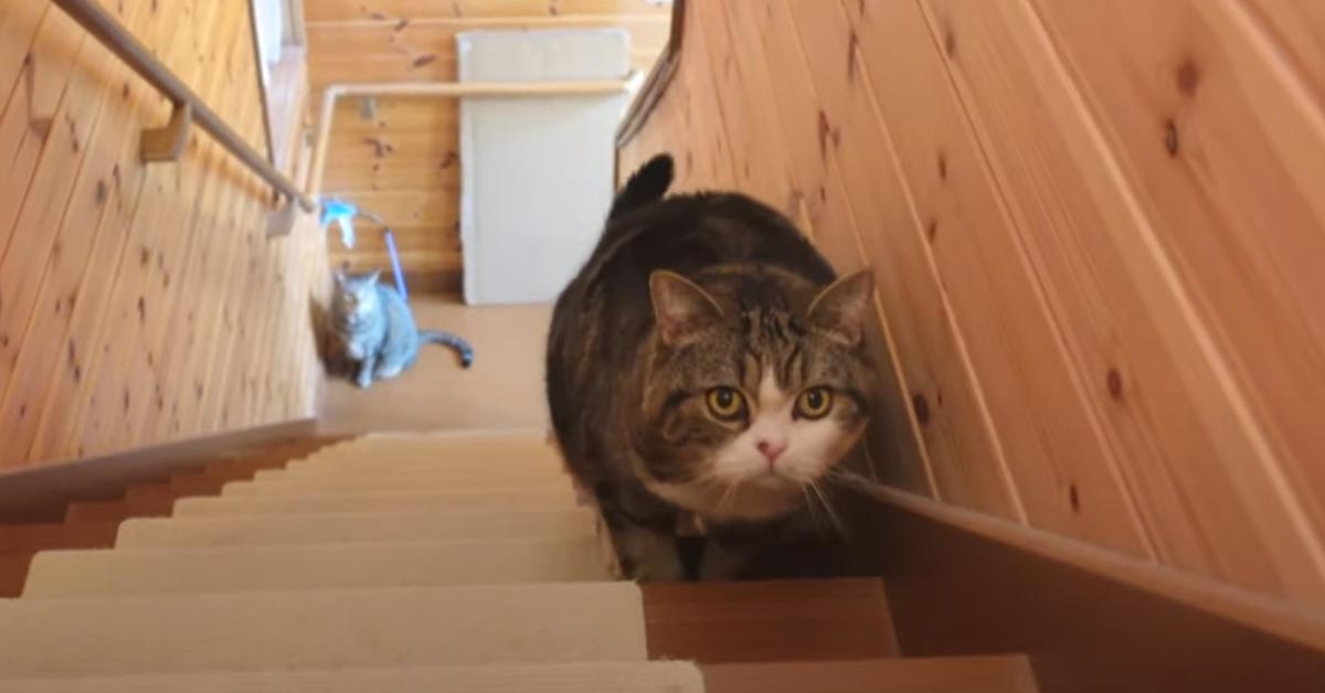 Gatto sale le scale