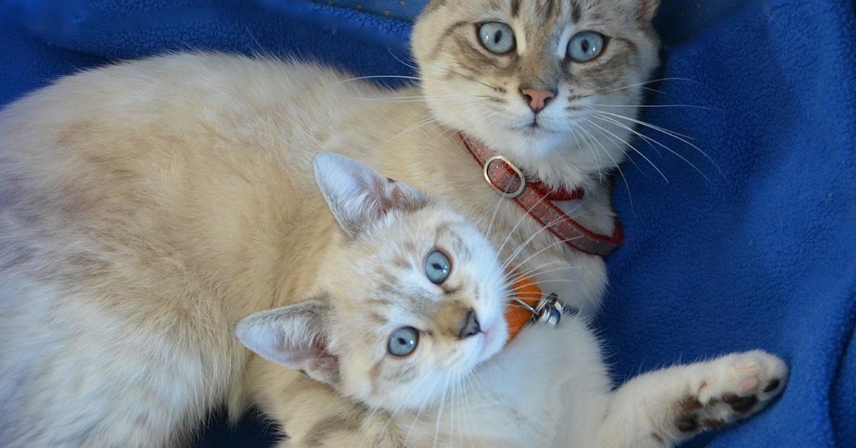 Il dolce gattino fa un tenerissimo agguato alla sua mamma (video)