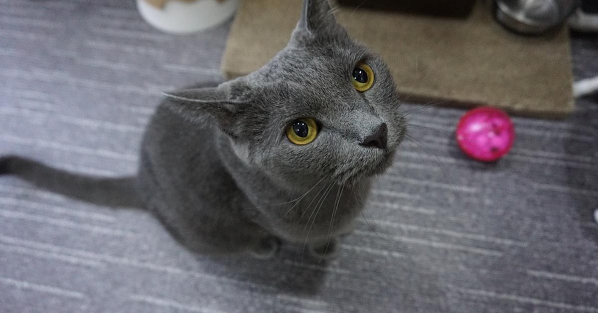 Il gattino Blu di Russia finge di svenire per avere più coccole (video)