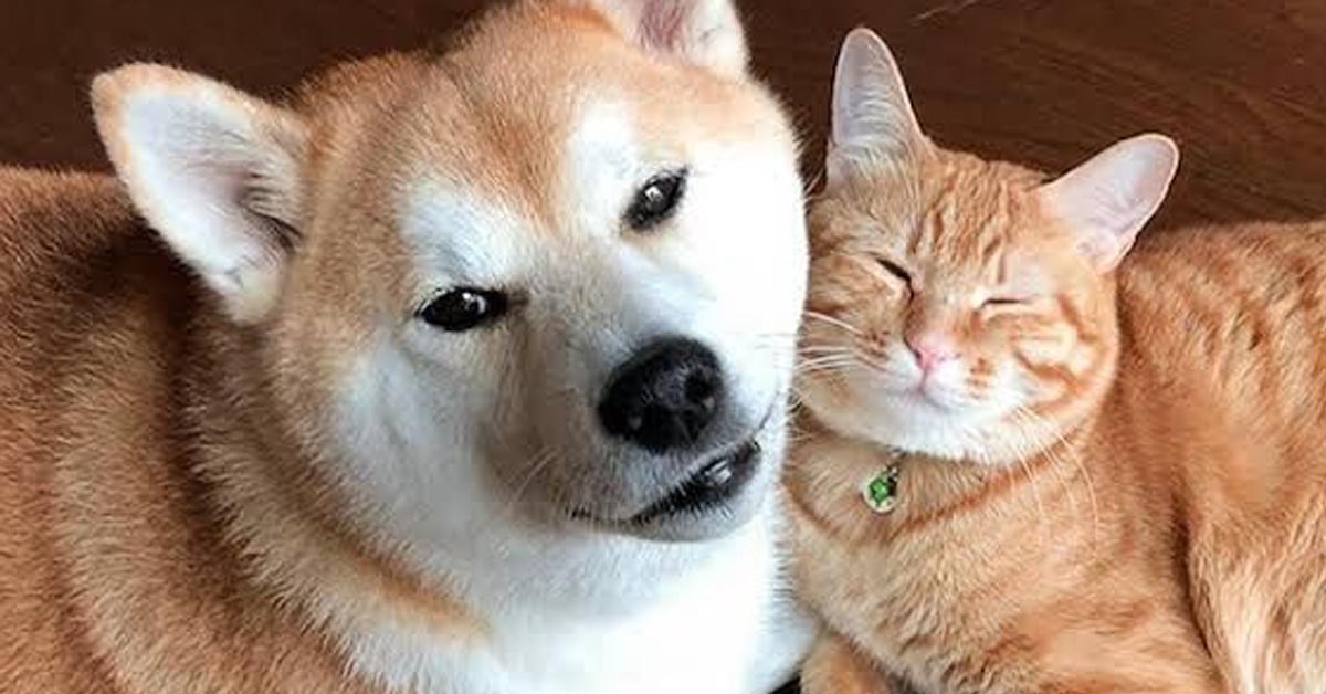 Il gattino British Shorthair e lo Shiba Inu si lasciano andare ad un bel momento di coccole (video)