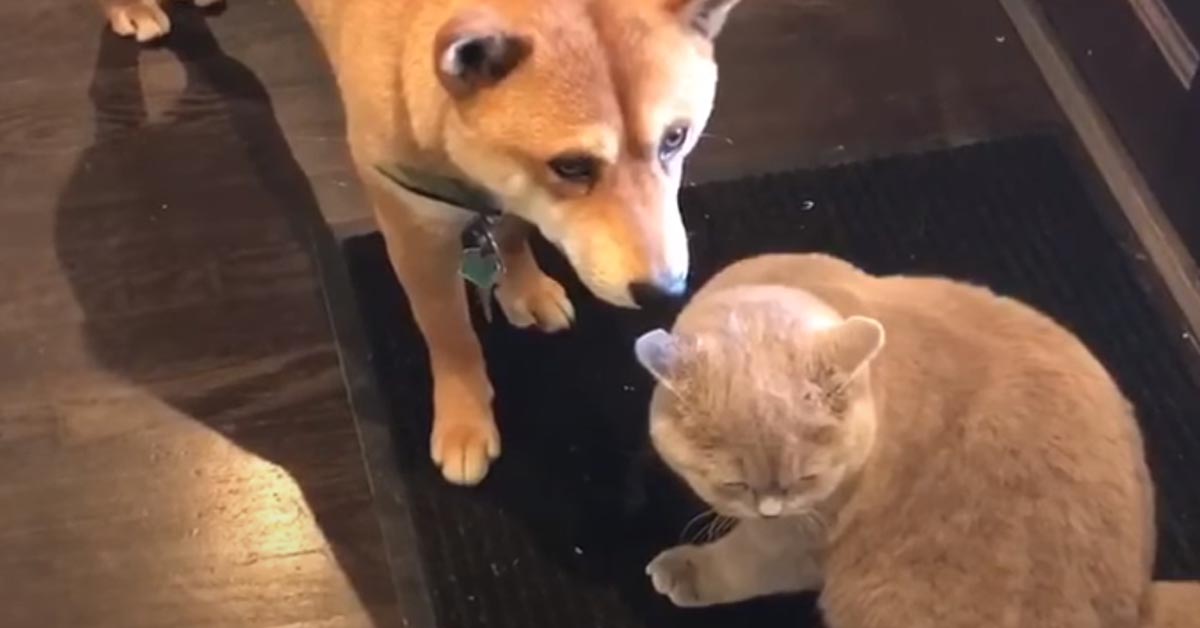 Gatto con uno Shiba Inu