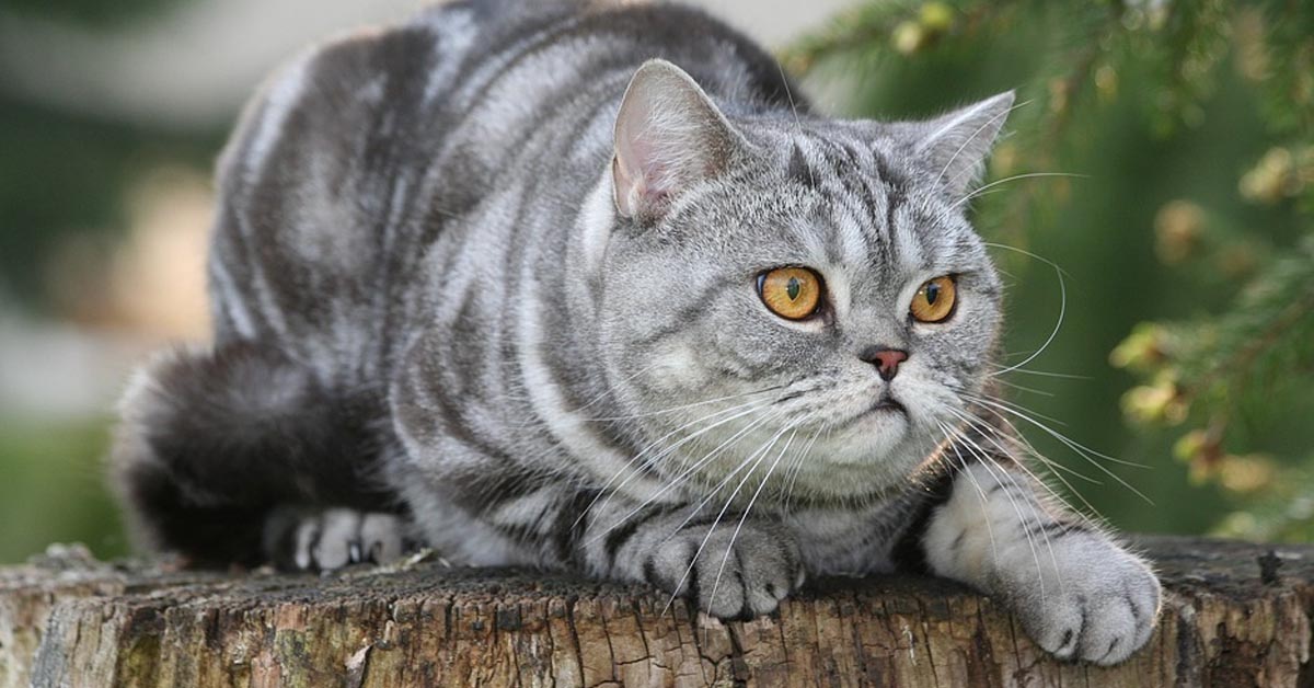 Il gattino British Shorthair si diverte a riconcorrere un topolino giocattolo (video)