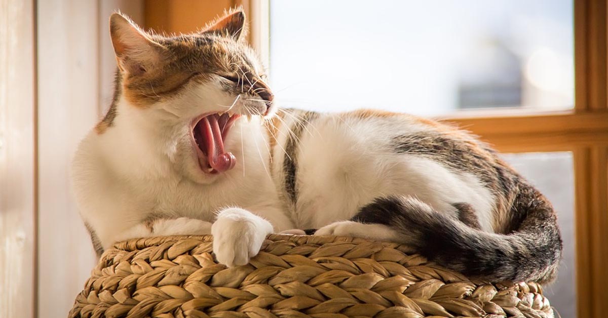 Il gattino Frits adora massaggiare il suo amico a quattro zampe, un tenero Carlino (video)