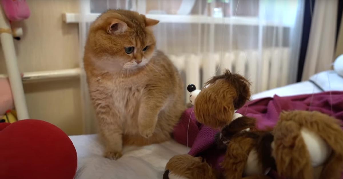 Il gattino Hosico conosce il suo nuovo amico, un cagnolino giocattolo (video)