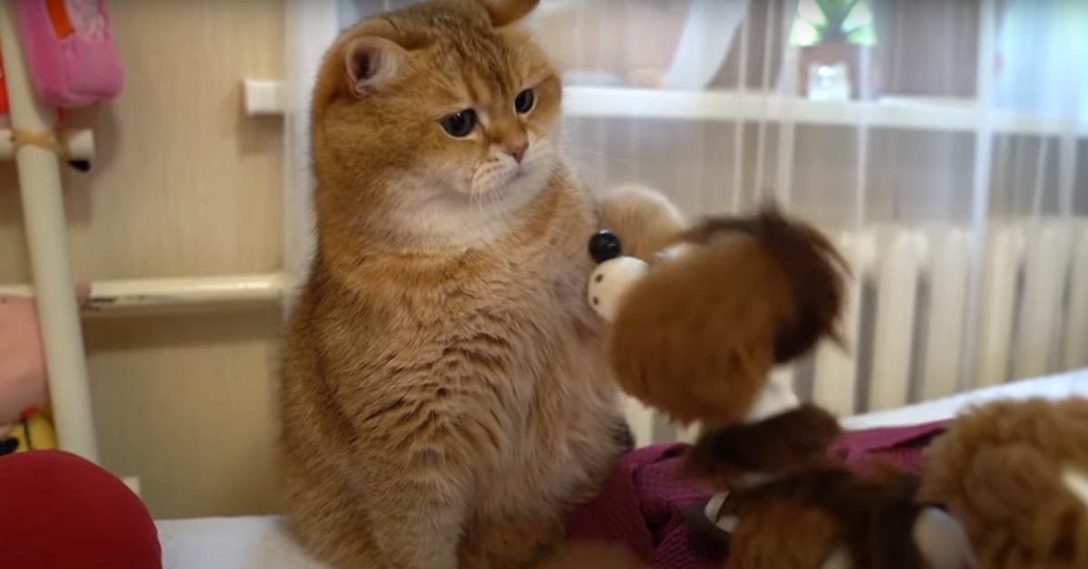 Gatto che gioca con un peluche