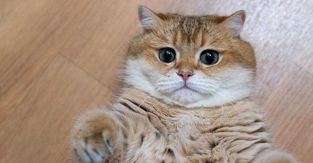 Il gattino Hosico è un talentuoso ballerino e la sua performance è virale (video)