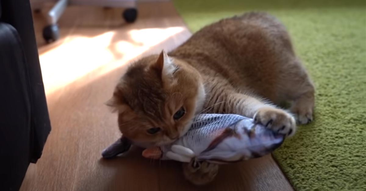 Il gattino Hosico si diverte con il suo nuovo gioco, un peluche a forma di pesce (video)