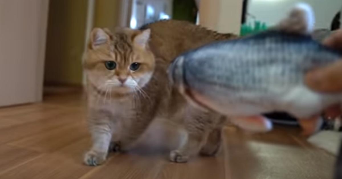 Gatto che osserva un peluche a forma di pesce
