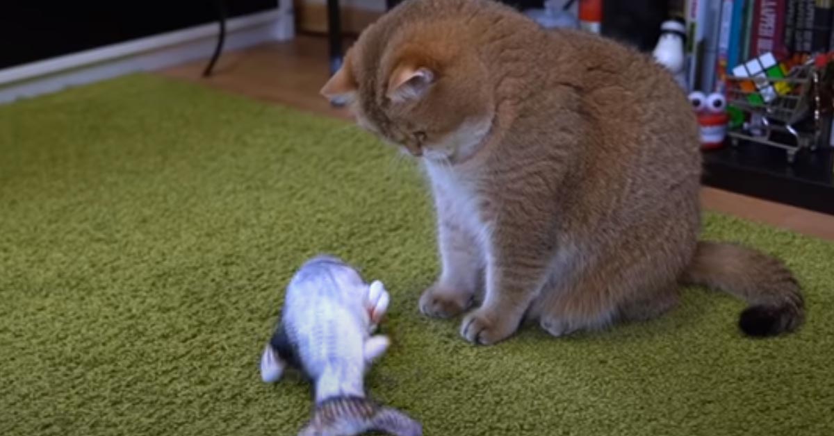 Gatto che osserva un peluche a forma di pesce