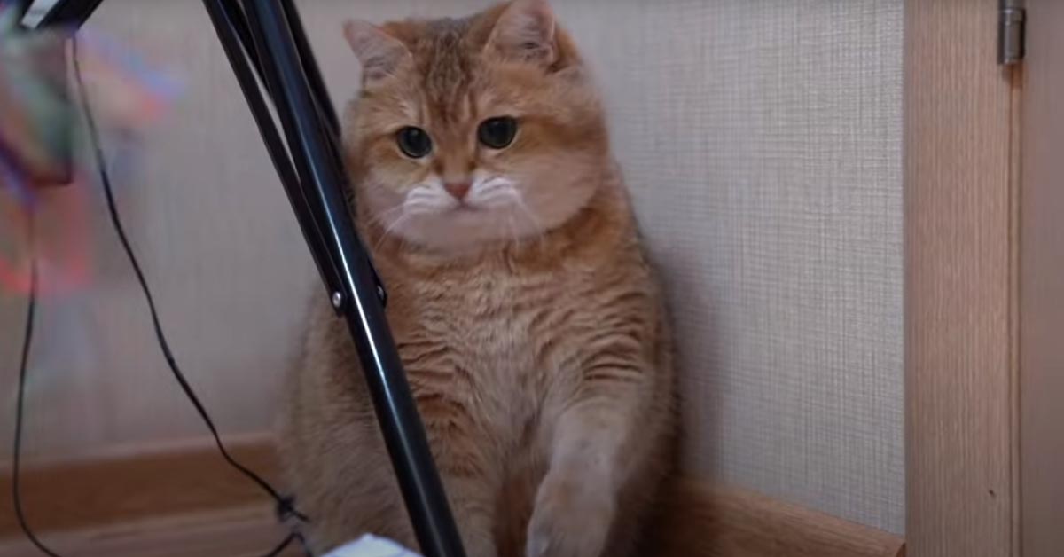 Il gattino Hosico star di Instagram gioca felice con una farfallina (video)