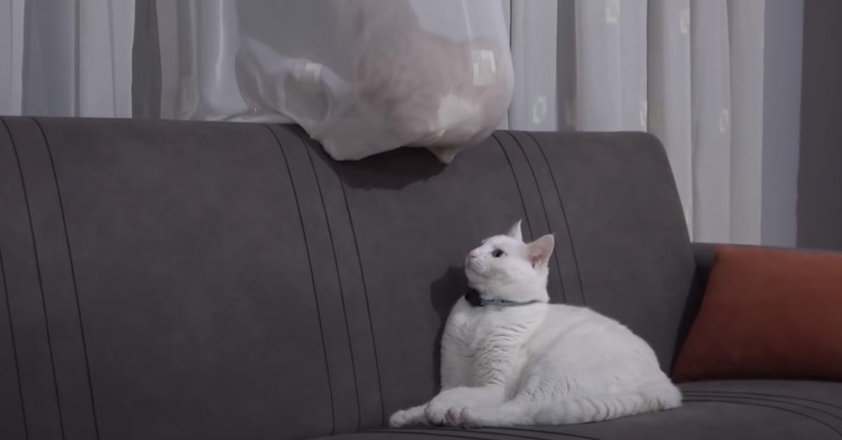 Il gattino Indy prima di andare a letto ama rifarsi il “letto” (video)