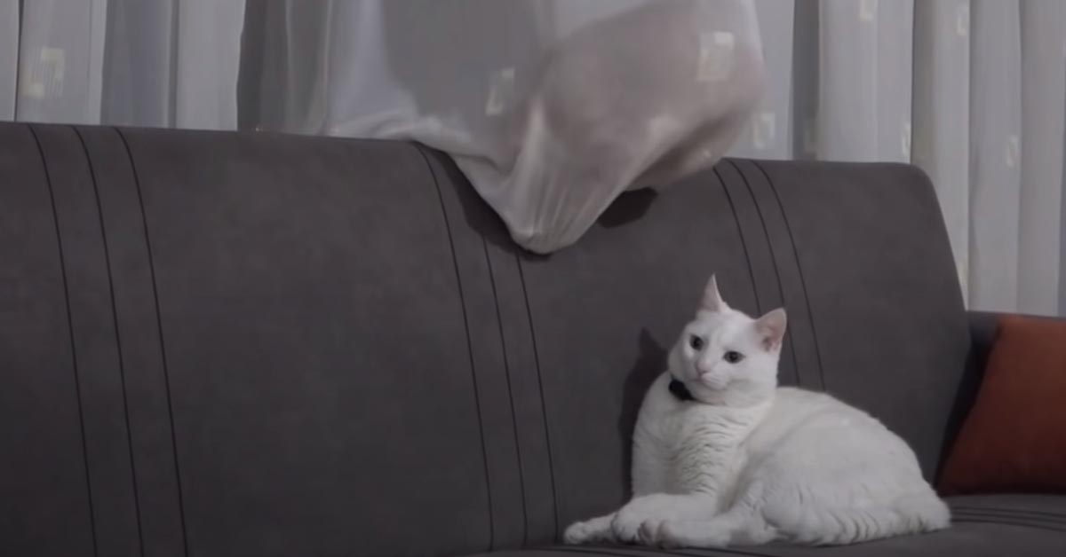 Gatto su un divano