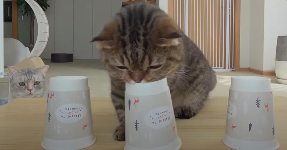Il gattino LuLu prova a risolvere un “complicato” trucco di magia (video)