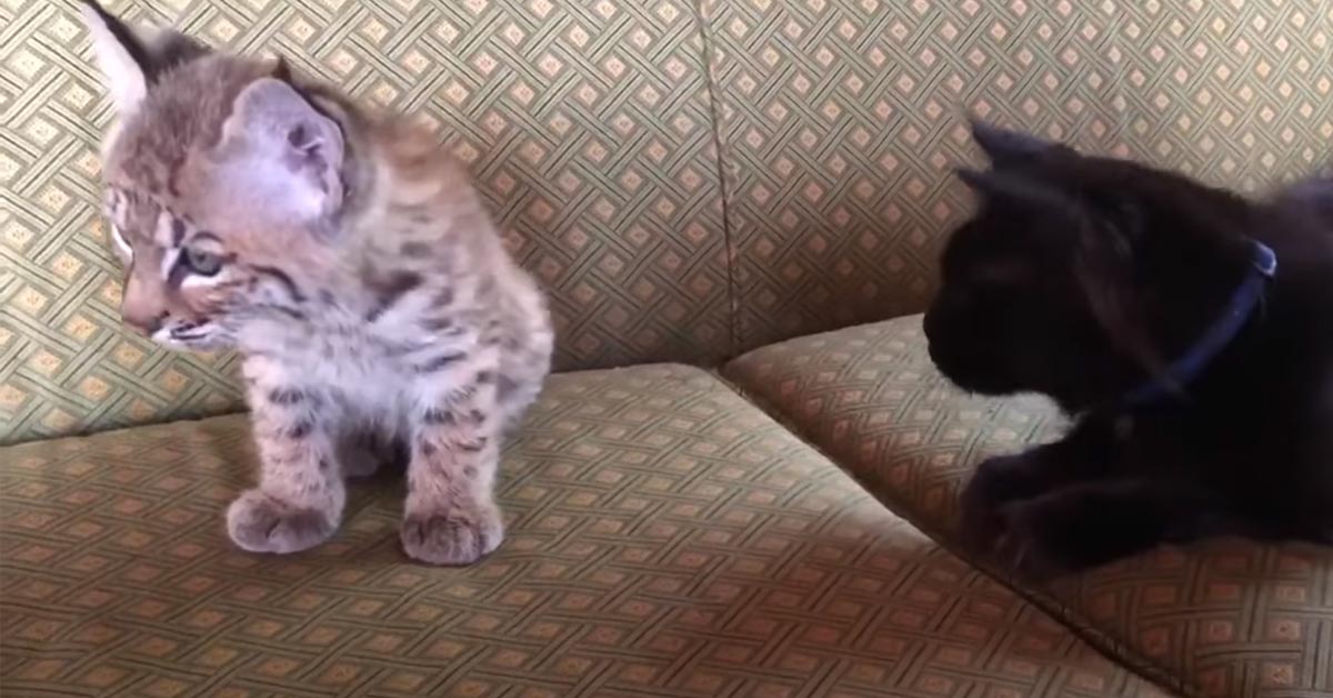 Il gattino Maine Coon gioca con un cucciolo di lince (video)