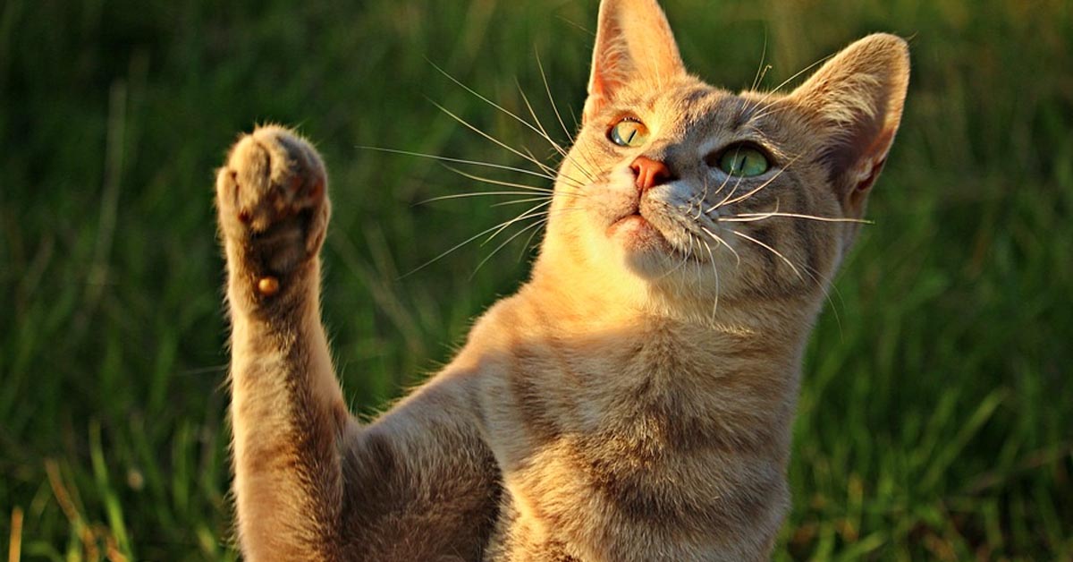 Il gattino Maru affronta un “minaccioso” cuscino a forma di cane (video)